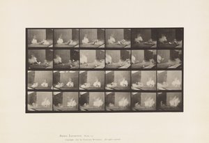 Tallerken 781. Høns; Skræmt af Torpedo af Eadweard Muybridge