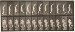 Plade 84. Stigende hældning, spand vand i højre hånd af Eadweard Muybridge