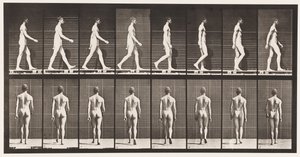Plade 8. Gå af Eadweard Muybridge