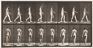 Tavle 9. Vandrende, 1872-1885 af Eadweard Muybridge