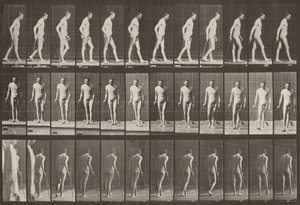 Tavle nummer 559. Delvis paraplegi, gang med stok af Eadweard Muybridge