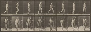 Plade nummer 5. Gående,1887 (foto) af Eadweard Muybridge