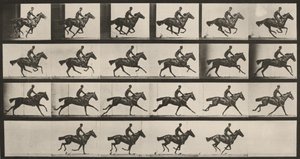 Tavle nummer 625. »Bouquet« i galop af Eadweard Muybridge