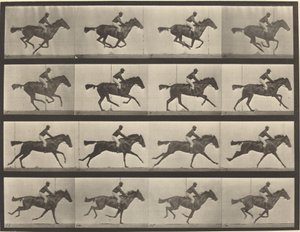 Pladenummer 626. Galop, fuldblods laurbærhoppe, Annie G. af Eadweard Muybridge