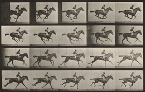 Tavle nummer 627. «Annie G.» i galop af Eadweard Muybridge