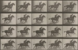 Tavle nummer 628. «Daisy» i galop af Eadweard Muybridge
