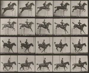 Tavle nummer 637. «Daisy» springer over en forhindring, sadlet, under springet, landingen og genopretningen af Eadweard Muybridge