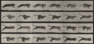 Tavle nummer 720. Kat; i galop af Eadweard Muybridge