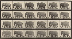 Plade nummer 733. Elefant gående af Eadweard Muybridge