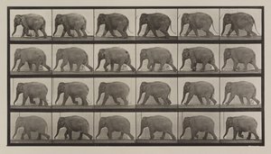 Plade nummer 733. Elefant gående af Eadweard Muybridge
