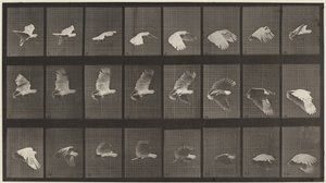 Nummerplade 758. Kakadue flyver, 1887 (foto) af Eadweard Muybridge