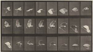 Plade nummer 758. Kakadu flyvende af Eadweard Muybridge