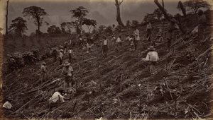 Anlæggelse af en kaffeplantage i Antigua de Guatemala, 1875, udgivet 1877 (foto) af Eadweard Muybridge