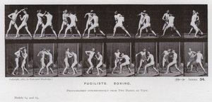 The Human Figure in Motion: Pugilists, Boxing (s/h-billede) af Eadweard Muybridge