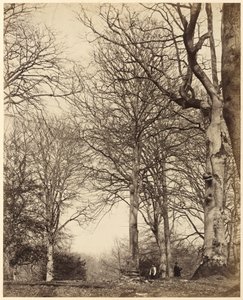 Dronning Adelaides bøg, 1864 (foto) af Earl of Caithness