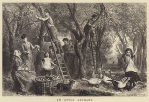 En æbleplantage (gravering)