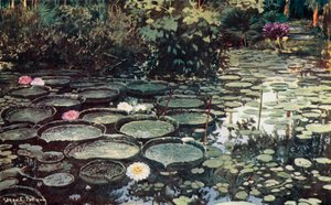 Victoria Regia (farve litho)