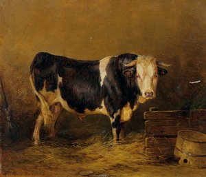 Bull i stallen