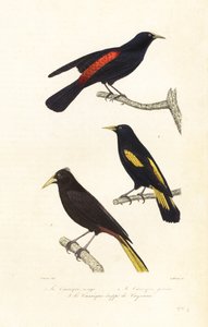 Cacique arter og creled oropendola. af Edouard (after) Travies