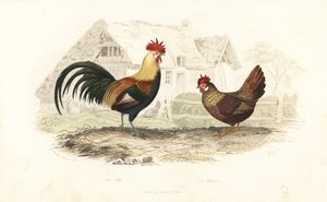Hane og høne, Phasianus gallus. af Edouard (after) Travies