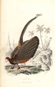 Stor argus, Argusianus argus, sårbar. af Edouard (after) Travies