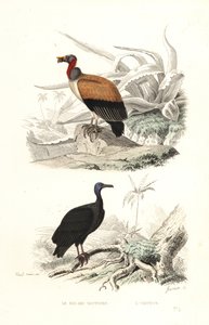 King Vulture og Tyrkiet Vulture.