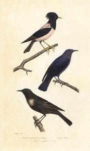 Ringouzel, blå stendrossel og rosenrød stær. af Edouard (after) Travies