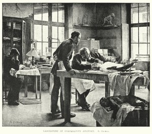 Laboratorium for sammenlignende anatomi (gravering) af Edouard Gelhay