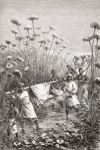 Dr. David Livingstone bliver båret de sidste par miles til landsbyen Tchitammbo, Afrika, kort før sin død, illustration fra "The World in the Hands", indgraveret af Henri Theophile Hildibrand af Edouard Riou