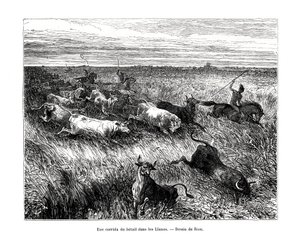 Husdyr, Los Llanos, Venezuela, 1800-tallet af Edouard Riou