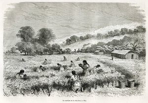 Plukning af kokabladene i Ituata-dalen, tegning af E.Riou, for at illustrere rejsen i Titicaca-regionen og dalene i det østlige Nedre Peru, i 1873 af Paul Marcoy. Indgravering i Le tour du monde af Edouard Riou