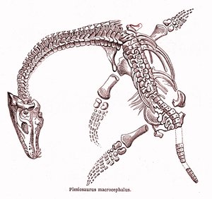 Plesiosaurus macrocephalus af Edouard Riou