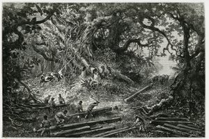 Udnyttelsen af mahogni i Andes-skovene. Gravering af Riou, for at illustrere historien "" Rejsen til Yucatan og Lacandons land "", i 1882, af Desire Charnay (1828-1915) arkæolog og fotograf. Udgivet i Tour du monde nou af Edouard Riou