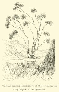 Vaniljeduftende Heliotrope af Lomas i den ashyde region i Quebrada af Edouard Riou
