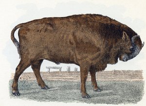 Urokse (urauch eller urokse) - "Alfabet illustrerer dyr" 1800-tallet (gravering) af Edouard Travies