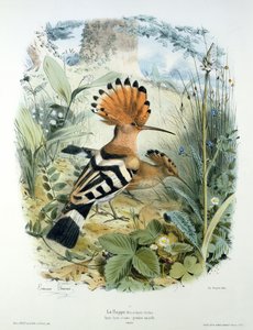 Hoopoe (Upupa Epops)
