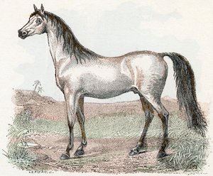 Hest- "Alfabet illustrerer dyr" 1800-tallet (gravering) af Edouard Travies