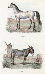 Hest og æsel - "Alfabet illustrerer dyr" 1800-tallet (gravering) af Edouard Travies