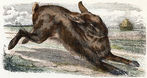 Lievre- "Alfabet illustrerer dyr" 1800-tallet (gravering)