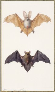 Long-eared bat and a common bat, 1834dani