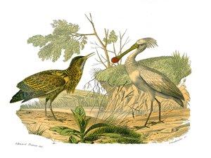 Naturhistorisk tavle: Zoologisk tavle, der afbilder vandfugle og cultrirostre (med store, lange og stærke næb): butor og spatel. Tallerken tegnet fra de ni bind om fugle i "" Works complete of Buffon""" skrevet af naturforsker Georges Louis af Edouard Travies