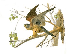 Naturhistorisk nævn: Zoologisk nævn, der repræsenterer rovfugle om natten. Karsen. Tavle tegnet fra de ni bind om fugle i "" Works complete of Buffon""" skrevet af naturforskeren Georges Louis Leclerc, greve af Buffon (1707-1788) mellem 1749 og 1. af Edouard Travies