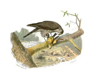 Naturhistorisk nævn: Zoologisk nævn, der repræsenterer rovfugle om natten. Høgen. Tavle tegnet fra de ni bind om fugle i "" Works complete of Buffon""" skrevet af naturforsker Georges Louis Leclerc, greve af Buffon (1707-1788) mellem 1749 og 17 af Edouard Travies