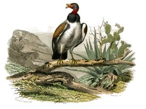 Naturhistorisk nævn: Zoologisk nævn, der repræsenterer rovfugle om natten. Den lille grib. Tavle tegnet fra de ni bind om fugle i "" Works complete of Buffon""" skrevet af naturforskeren Georges Louis Leclerc, greve af Buffon (1707-1788) mellem 1. af Edouard Travies