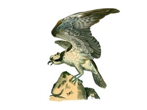 Naturhistorisk nævn: Zoologisk nævn, der repræsenterer rovfugle om natten. Fiskeørnen. Tallerken tegnet fra de ni bind om fugle i "" Works complete of Buffon""" skrevet af naturforsker Georges Louis Leclerc, greve af Buffon