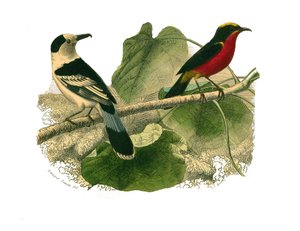 Naturhistorisk nævn: Zoologisk nævn, der repræsenterer rovfugle om natten. Vangaen og gonoleken. Tallerken tegnet fra de ni bind om fugle i "" Works complete of Buffon""" skrevet af naturforsker Georges Louis Leclerc, greve af Buffon af Edouard Travies