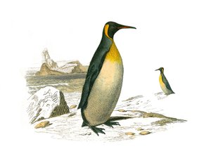 Naturhistorisk bestyrelse: Zoologisk tavle, der repræsenterer brachyptere palmer (dykkende fugle). Den store. Tavle tegnet fra de ni bind om fugle i "" Works complete of Buffon""" skrevet af naturforsker Georges Louis Leclerc, greve af Buffon (1707-1788) b af Edouard Travies