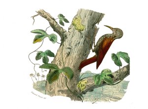 Naturhistorisk bestyrelse: Zoologisk bestyrelse, der repræsenterer klatrere. Klatretoppen. Plade tegnet fra de ni bind om fugle i "" Works complete of Buffon""" skrevet af naturforskeren Georges Louis Leclerc, greve af Buffon (1707-1788) mellem 1749 og 178 af Edouard Travies