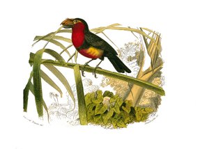 Naturhistorisk bestyrelse: Zoologisk bestyrelse, der repræsenterer klatrere. Barbicaneren. Tavle tegnet fra de ni bind om fugle i "" Works complete of Buffon""" skrevet af naturforsker Georges Louis Leclerc, greve af Buffon (1707-1788) mellem 1749 og 1785. af Edouard Travies