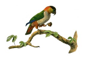 Natural History Board: Zoological board representing climbers. The maipouri. Plate drawn from the nine volumes on birds in “Works complete of Buffon” ”” written by naturalist Georges Louis Leclerc, Count of Buffondani af Edouard Travies